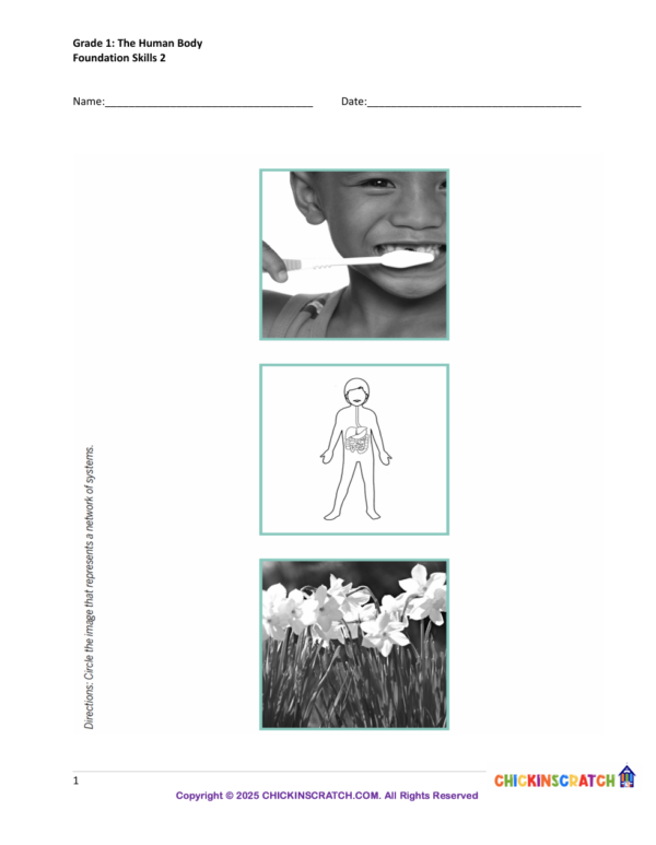 Grade 1: The Human Body Worksheets Foundation Skills 2