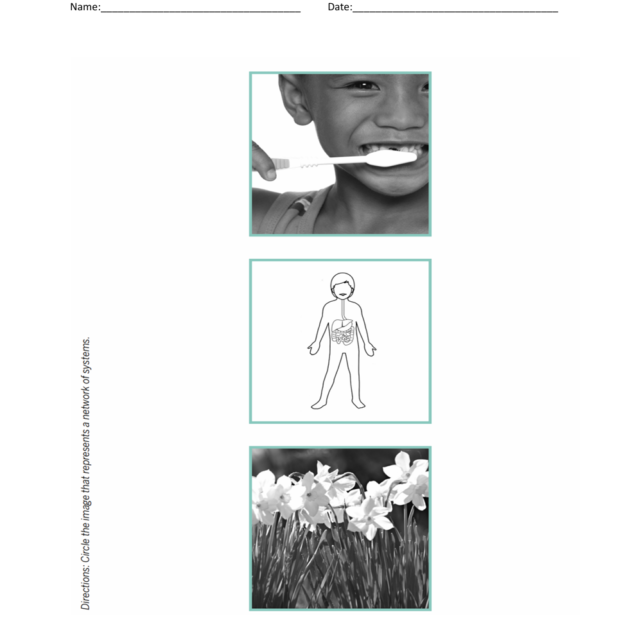 Grade 1: The Human Body Worksheets Foundation Skills 2