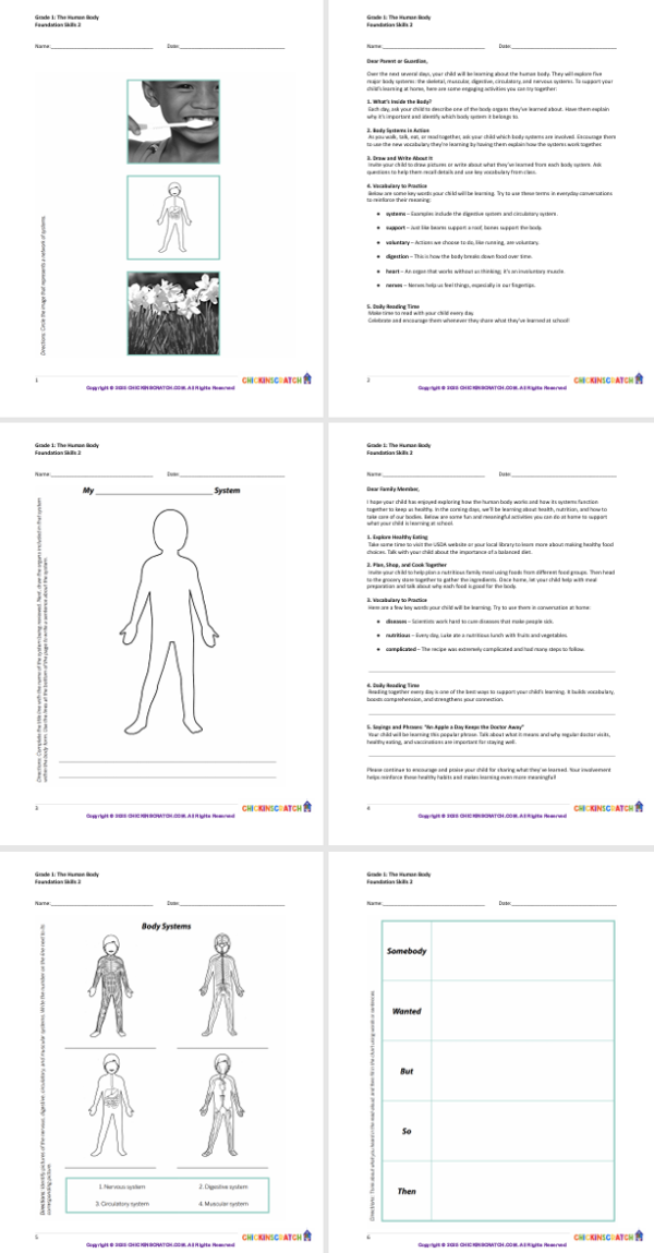 Grade 1: The Human Body Worksheets Foundation Skills 2 - Image 3